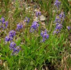Rydberg's Beardtongue thumbnail 2