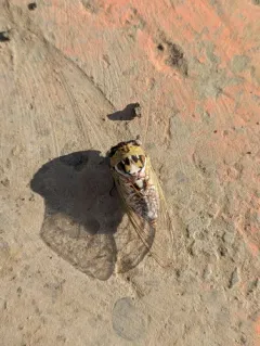 Plains Cicada thumbnail 1
