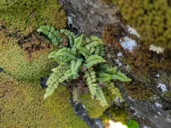 adulterated spleenwort thumbnail 2