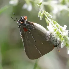 White M Hairstreak thumbnail 4