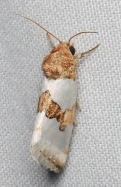 Chrysellus Flower Moth thumbnail 2