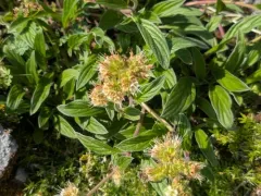 Narrow-sepal Scorpionweed thumbnail 2