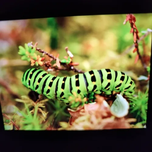 Old World Swallowtail