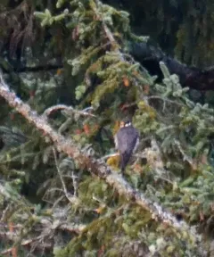 Eurasian Hobby thumbnail 2