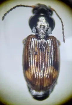 Bembidion timidum thumbnail 2