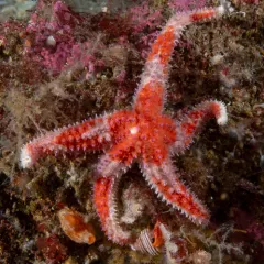 Rainbow Star thumbnail 4