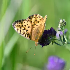 Northwestern Fritillary thumbnail 1