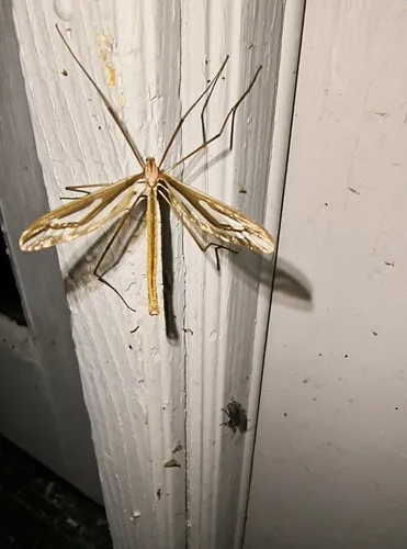Pedicia magnifica