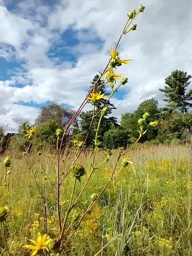 Starry rosinweed