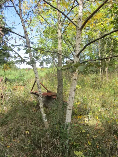 Siberian Birch