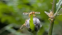 Terellia palposa thumbnail 2