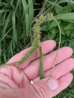 hooked bristle grass thumbnail 1