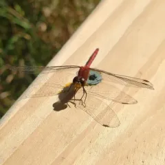 Ruby Meadowhawk thumbnail 4