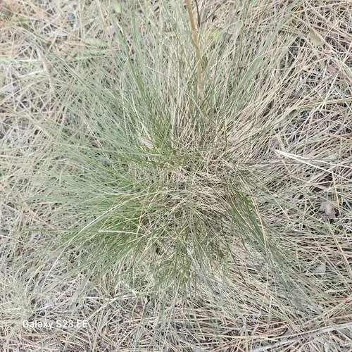 Idaho fescue