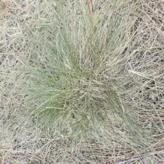 Idaho fescue thumbnail 1