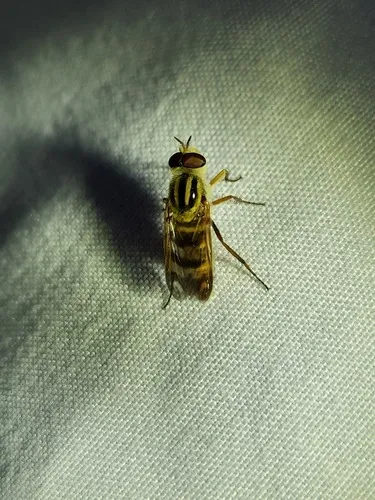 Thereva fucatoides