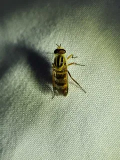 Thereva fucatoides thumbnail 1