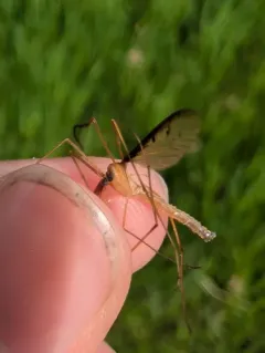 Tricyphona inconstans thumbnail 2