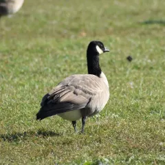 Cackling Goose thumbnail 3