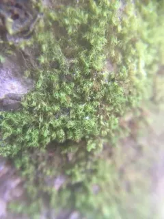 Montane Dicranum Moss thumbnail 3