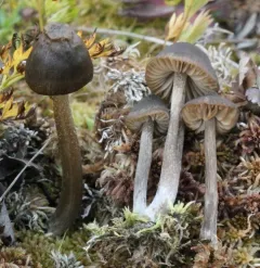 Entoloma cuspidiferum thumbnail 2