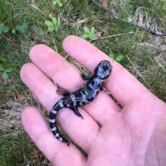 Marbled Salamander thumbnail 1