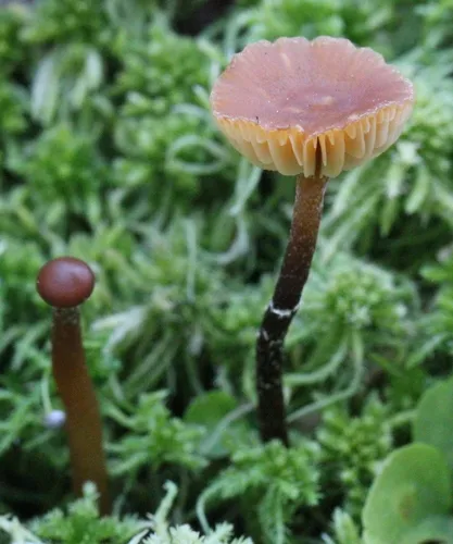 Phaeogalera stagnina