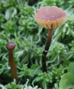Phaeogalera stagnina thumbnail 1