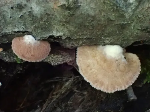 Crepidotus kauffmanii