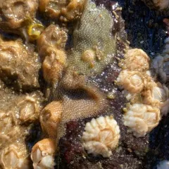 Keyhole Bryozoan thumbnail 3