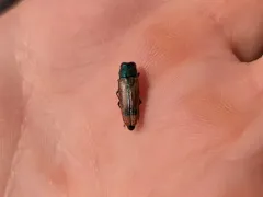 Buprestis viridisuturalis thumbnail 2