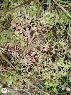 Narrow-fruited Water-starwort thumbnail 1