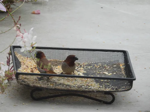 Scaly-breasted Munia