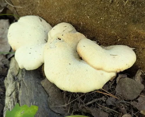 Lentinellus vulpinus