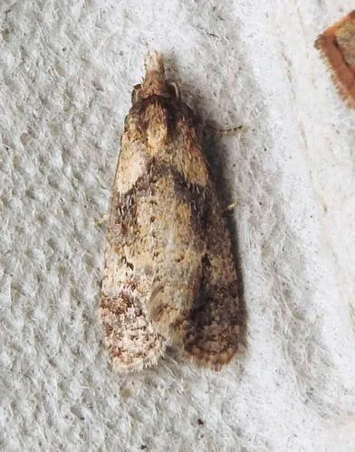 Phtheochroa villana