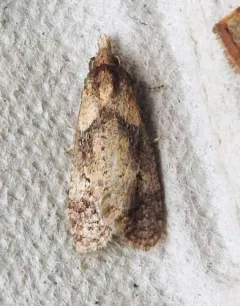 Phtheochroa villana thumbnail 1