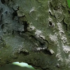 Beech Scale thumbnail 4