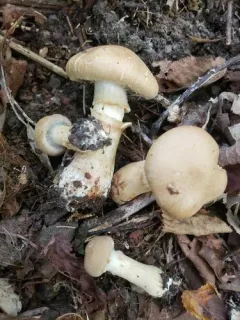 Cortinarius hughesiae thumbnail 2