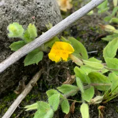 wing-leaf monkeyflower thumbnail 3