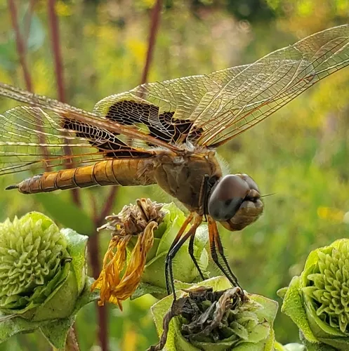 Red Saddlebags