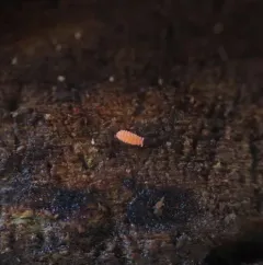 Vitronura giselae thumbnail 1