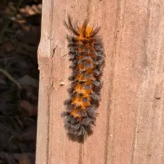 Unexpected Cycnia Moth thumbnail 4