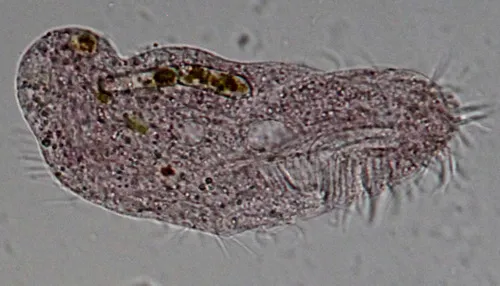 Diaxonella pseudorubra
