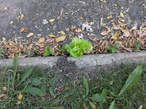 lettuce