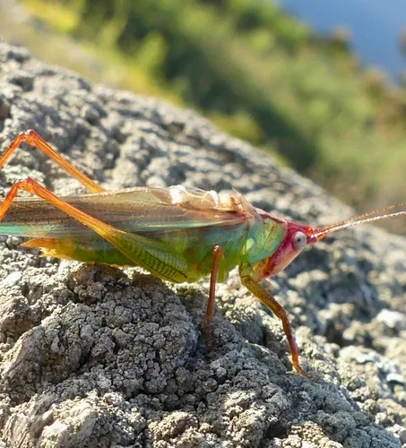 Handsome Meadow Katydid