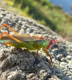 Handsome Meadow Katydid thumbnail 1