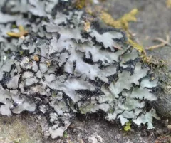 Whiskered Shadow Lichen thumbnail 2