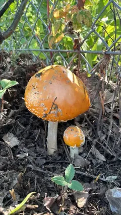 Amanita chrysoblema thumbnail 1