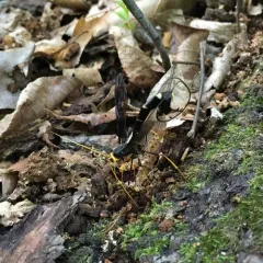 Black Giant Ichneumonid Wasp thumbnail 2