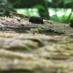 Forked Fungus Beetle thumbnail 3